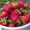 strawberries picking