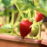 strawberries planting