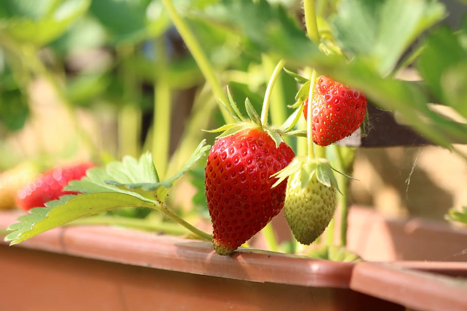 strawberries planting