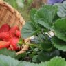 strawberries runners