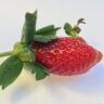 strawberries seeds