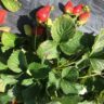 strawberries stardew