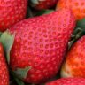 strawberries vitamins