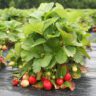 strawberries when to plant