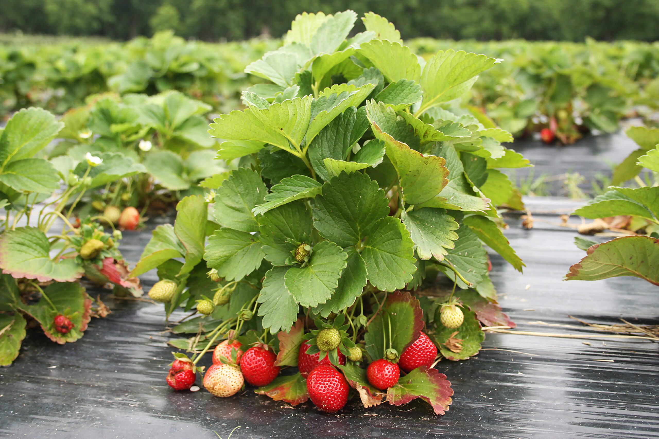 strawberries when to plant