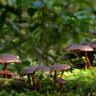 Mushrooms Vitamins