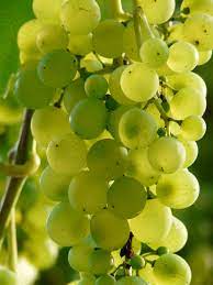 Grape Benefits