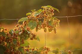 grape and hop