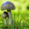 mushrooms wild