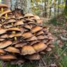 mushrooms vitamin d