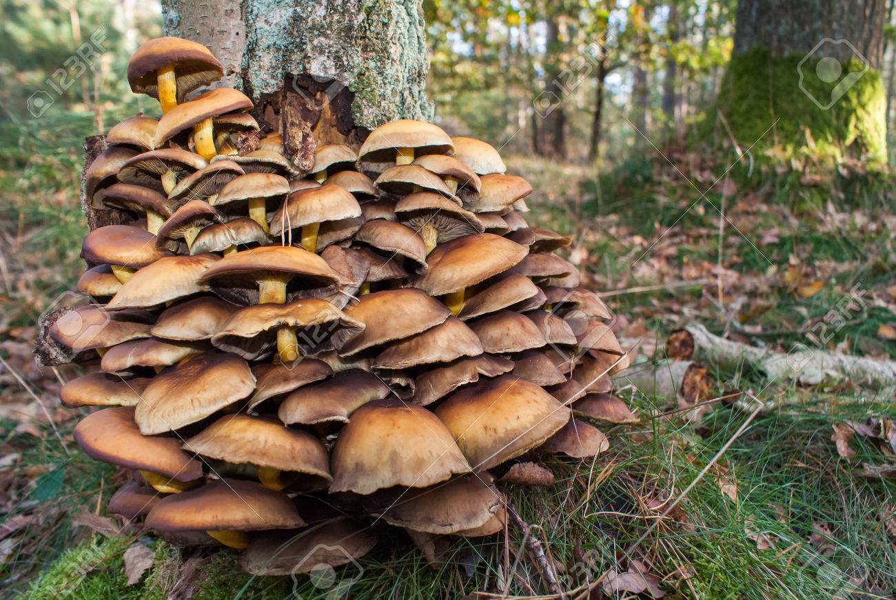 mushrooms vitamin d