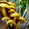mushrooms yellow