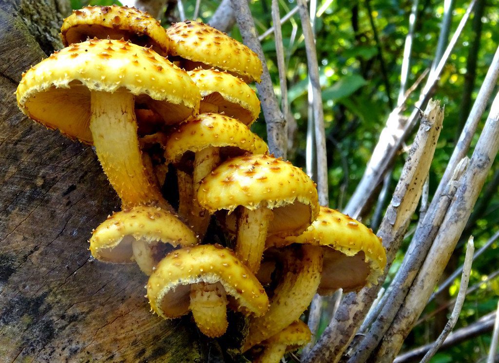 mushrooms yellow